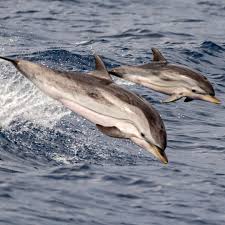 Image result for Stenella coeruleoalba