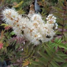 Attēlu rezultāti vaicājumam “Sorbaria sorbifolia bud”