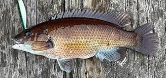 Image result for Tautogolabrus adspersus