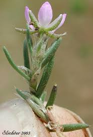 Attēlu rezultāti vaicājumam “Spergularia rubra”