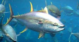 Image result for Thunnus albacares