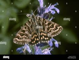 Attēlu rezultāti vaicājumam “Callistege mi”