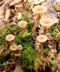 Attēlu rezultāti vaicājumam “Lichenomphalia umbellifera”