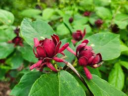 Attēlu rezultāti vaicājumam “Calycanthus floridus”