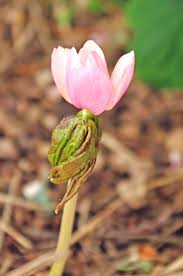 Attēlu rezultāti vaicājumam “Podophyllum hexandrum flower”