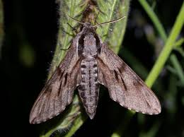 Attēlu rezultāti vaicājumam “Sphinx pinastri”