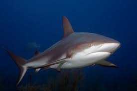 Image result for Carcharhinus perezii