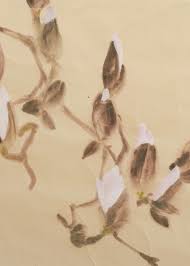 Attēlu rezultāti vaicājumam “Magnolia cylindrica”