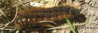 Attēlu rezultāti vaicājumam “Euthrix potatoria imago”