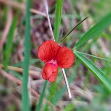 Attēlu rezultāti vaicājumam “Lathyrus sylvestris fruit”