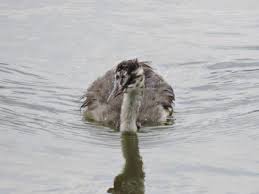 Attēlu rezultāti vaicājumam “Podiceps cristatus juvenile”