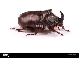 Attēlu rezultāti vaicājumam “Oryctes nasicornis male”