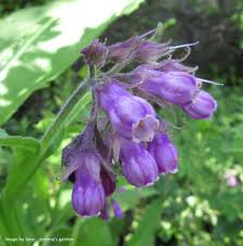 Attēlu rezultāti vaicājumam “Symphytum officinale flower”