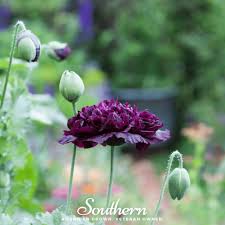 Image result for Papaver somniferum Black