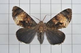 Attēlu rezultāti vaicājumam “Moma alpium”