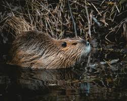 Image result for Beaver Sc