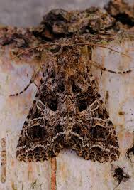 Attēlu rezultāti vaicājumam “Hadena rivularis”