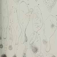 Attēlu rezultāti vaicājumam “Cribraria intricata young”