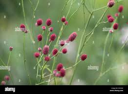 Attēlu rezultāti vaicājumam “Sanguisorba officinalis bud”