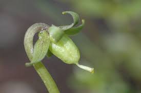 Attēlu rezultāti vaicājumam “Viola palustris”