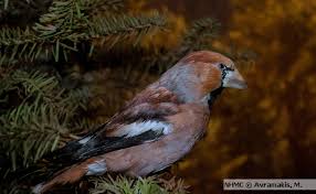 Attēlu rezultāti vaicājumam “Coccothraustes coccothraustes”