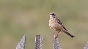 Image result for Anthus godlewskii