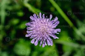 Attēlu rezultāti vaicājumam “Knautia arvensis flower”