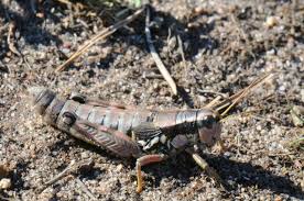 Attēlu rezultāti vaicājumam “Podisma pedestris”