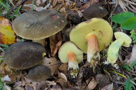 Attēlu rezultāti vaicājumam “Xerocomus pruinatus”