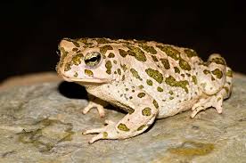 Attēlu rezultāti vaicājumam “Pseudepidalea viridis adult”