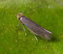 Attēlu rezultāti vaicājumam “Bucculatricidae”