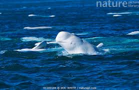 Image result for Delphinapterus leucas