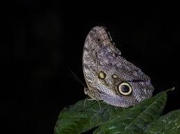 Attēlu rezultāti vaicājumam “Lepidoptera”