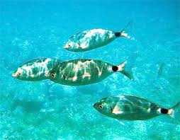 Image result for Oblada melanurus