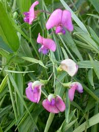 Attēlu rezultāti vaicājumam “Lathyrus sylvestris”