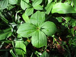Attēlu rezultāti vaicājumam “Paris quadrifolia”