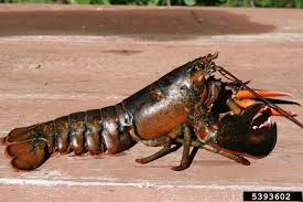 Image result for Homarus americanus