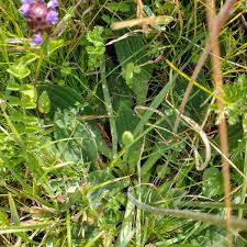 Attēlu rezultāti vaicājumam “Plantago media leaf”