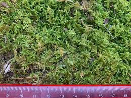 Attēlu rezultāti vaicājumam “Hypnum pallescens sporophyte”