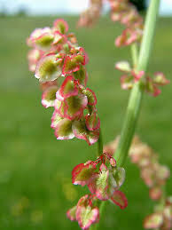 Attēlu rezultāti vaicājumam “Rumex acetosa flower”