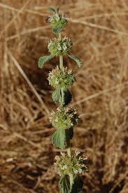 Image result for Marrubium vulgare