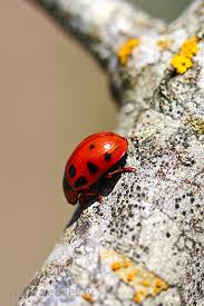 Attēlu rezultāti vaicājumam “Gonioctena viminalis”