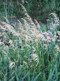 Attēlu rezultāti vaicājumam “Phalaroides arundinacea fruit”