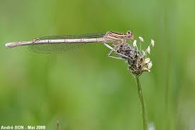 Attēlu rezultāti vaicājumam “Platycnemis pennipes”