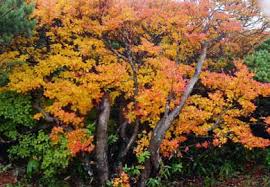 Attēlu rezultāti vaicājumam “Enkianthus chinensis”