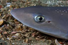Image result for Mustelus asterias