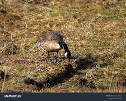 Attēlu rezultāti vaicājumam “Branta canadensis adult”
