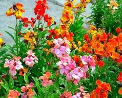 Image result for Cheiranthus cheiri