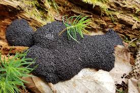 Attēlu rezultāti vaicājumam “Lindbladia tubulina”