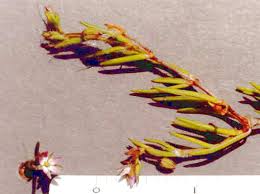 Attēlu rezultāti vaicājumam “Spergularia marina”